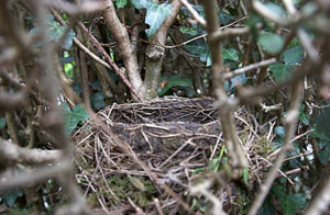 Bird's Nests Hereford, Herefordshire