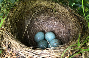 Bird's Nests Nottingham, Nottinghamshire