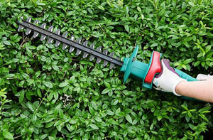 Hedge Cutting Worcester WR1