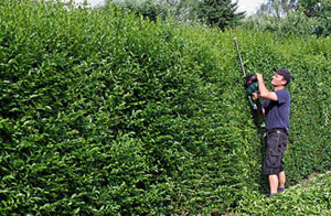 Hedge Trimming in Bradford