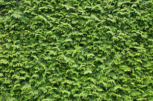 Hedge Trimming Carmarthen UK