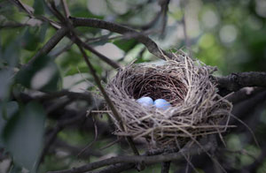 Bird's Nests Wistaston, Cheshire