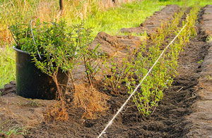 Lutterworth Hedge Planting