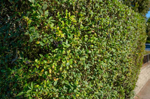 Privet Hedges Maidenhead (SL6)