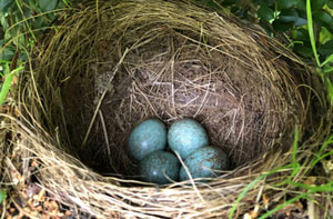 Nesting Birds Malmesbury, Wiltshire