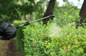 Hedge Pest Control Leadgate