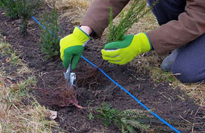 Dymchurch Hedge Planting