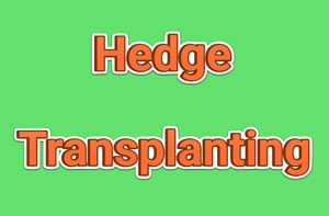 Hedge Transplanting Wroughton