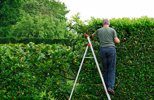 Hedge Trimming in Anston