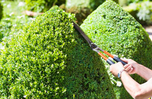 Trimley St Mary Hedge Trimming