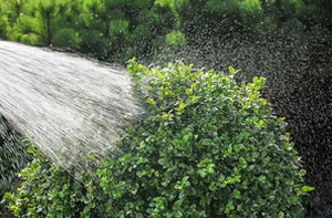 Hedge Watering and Irrigation Somercotes