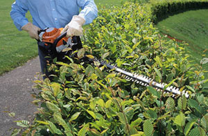 Hedge Cutting Worcester