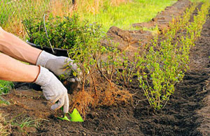 Hedge Planting Burghfield Common Berkshire