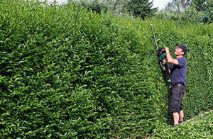 Toddington Hedge Trimming