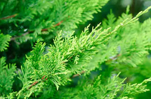 Leylandii Hedge Trimming Brockenhurst (01590)