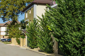 Leylandii Hedge Trimming New Milton (01425)