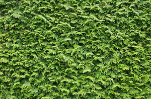 Hedge Trimming Horncastle UK