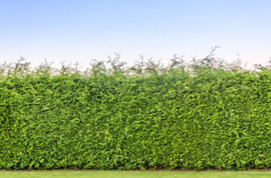 Hedge Trimming Witney UK