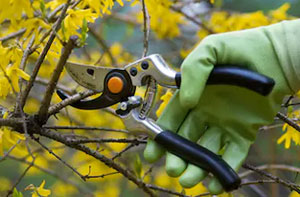 Shrub Pruning Wednesbury (WS10)