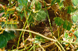 Bird's Nests Rowlands Castle, Hampshire