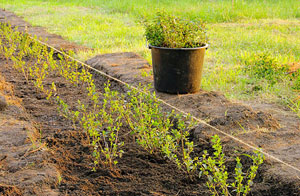 Hedge Planting Cinderford