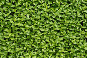 Privet Hedges Wingate