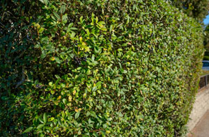 Privet Hedges Harpenden