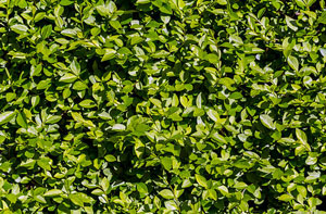 Privet Hedges Slough (SL1)