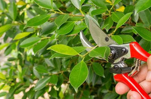 Shrub Pruning Bungay (NR35)