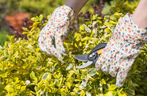 Shrub Pruning Arbroath (DD11)