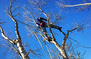 Tree Surgery Haworth, West Yorkshire (01535)