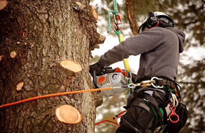 Tree Surgery Paddock Wood, Kent (01892)