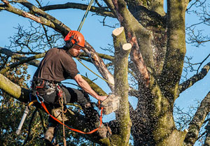 Tree Surgeons Eckington, Derbyshire (01246)