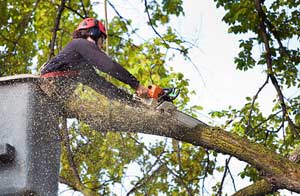 Tree Surgeons Ruskington, Lincolnshire (01526)